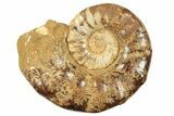 Jurassic Ammonite (Euaspidoceras) Fossil - Madagascar #226732-1